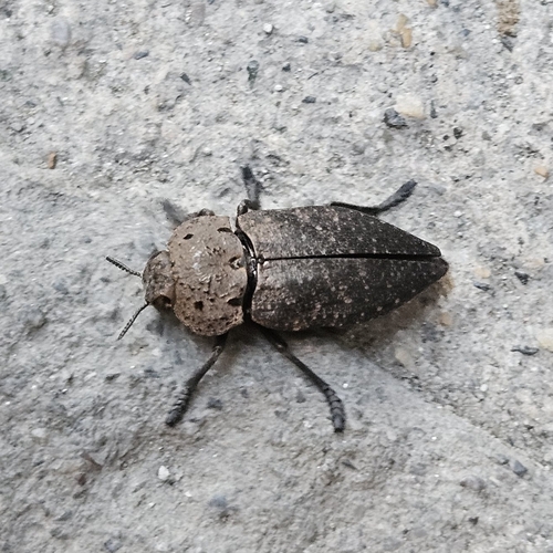 Capnodis tenebricosa