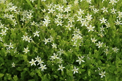 Stellaria crassifolia
