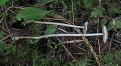 Hypholoma ericaeum