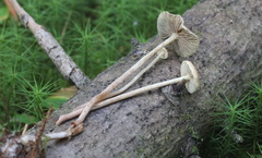 Hypholoma ericaeum