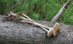 Hypholoma ericaeum