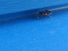 Eremocoris podagricus