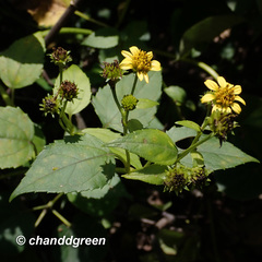 Wollastonia biflora