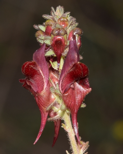 Roadside Toadflax