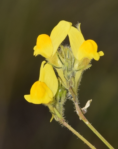 Linaria salzmannii