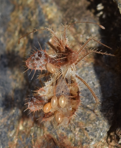 Golden egg bug