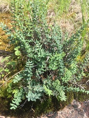 Pellaea wrightiana image
