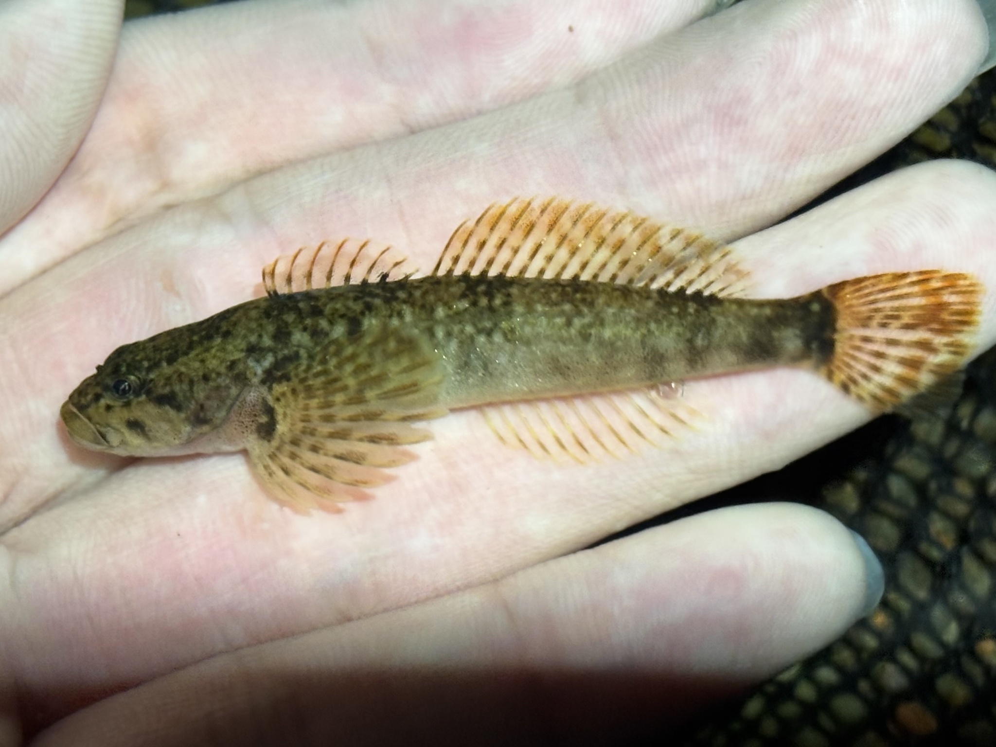 Shorthead Sculpin photo 3