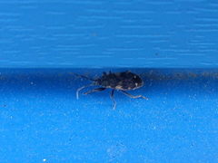 Eremocoris podagricus