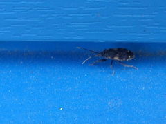 Eremocoris podagricus