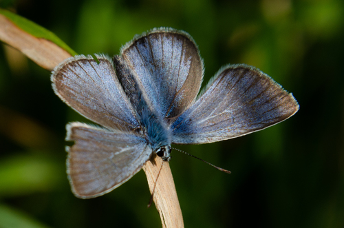 Didysis Melsvys nuotrauka