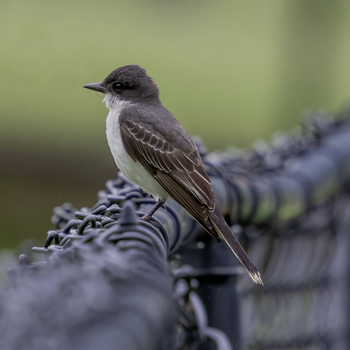 Eastern Kingbird