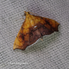 Hyalobathra micralis