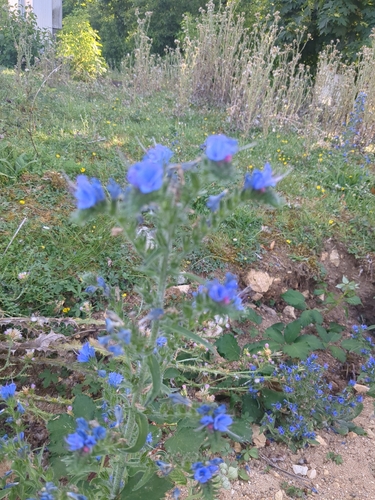 viper's-bugloss