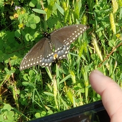 Papilio polyxenes