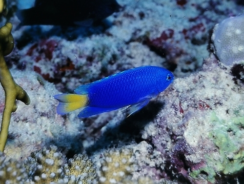 Similar damsel (Pomacentrus similis) — Pomacentridae — 3