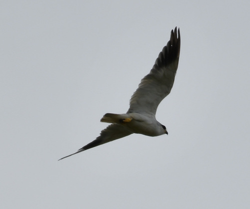 African Black-winged Kite