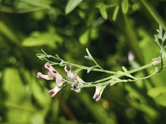 Fumaria vaillantii, photograph (c) arthur_haendler, some rights reserved (CC BY)