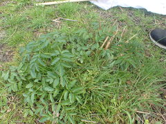 Angelica archangelica