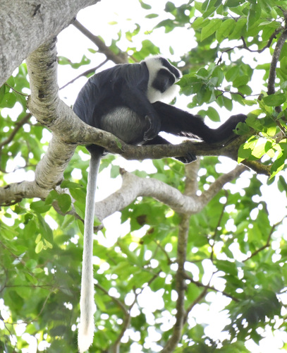 White-thighed Colobus
