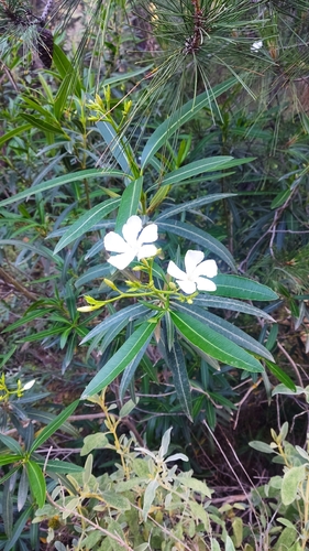 oleander