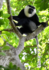 Ursine Colobus photo 1