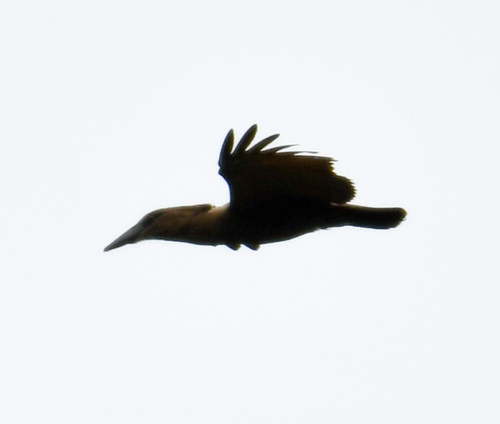 Hamerkop