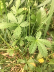 Potentilla reptans