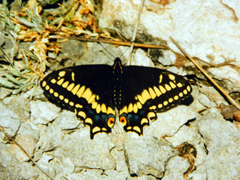 Papilio brevicauda
