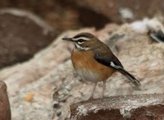 Bearded Scrub Robin photo 1