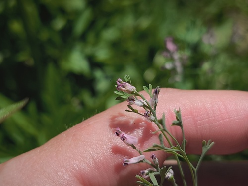 Fumaria vaillantii, photograph 4