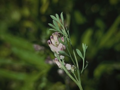 Fumaria vaillantii, photograph (c) arthur_haendler, some rights reserved (CC BY)