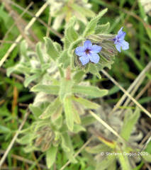 Alkanna strigosa