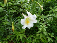 Lilium longiflorum scabrum