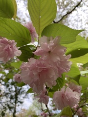 Prunus campanulata