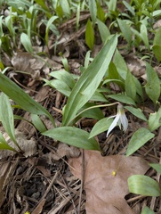Erythronium albidum, photograph (c) Brad McLeod, some rights reserved (CC BY)