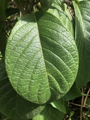 Heliotropium verdcourtii