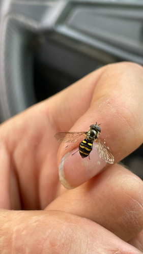 Western Aphideater
