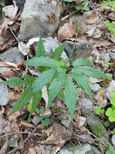 Cardamine glanduligera, photograph 5
