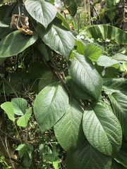 Heliotropium verdcourtii