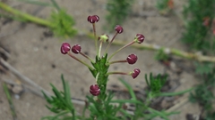 Zaluzianskya maritima