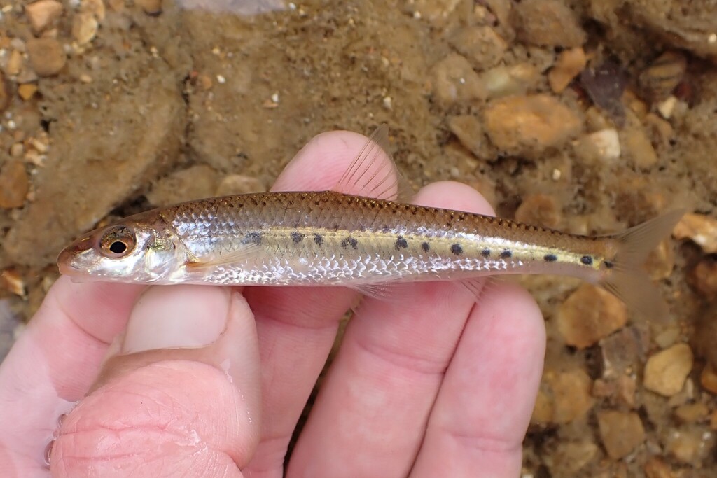 Ozark Chub