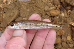 Ozark Chub photo 1