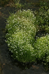Stellaria crassifolia