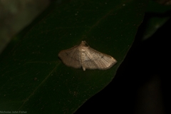 Addaea subtessellata