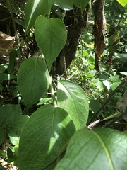 Heliotropium verdcourtii