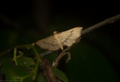 Addaea subtessellata