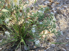 Cryptantha barbigera fergusoniae