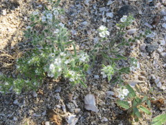 Cryptantha barbigera fergusoniae