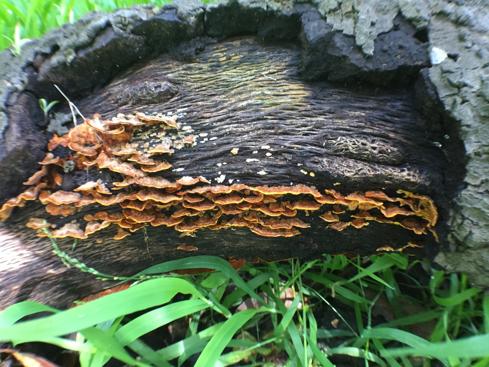 Stereum hirsutum image
